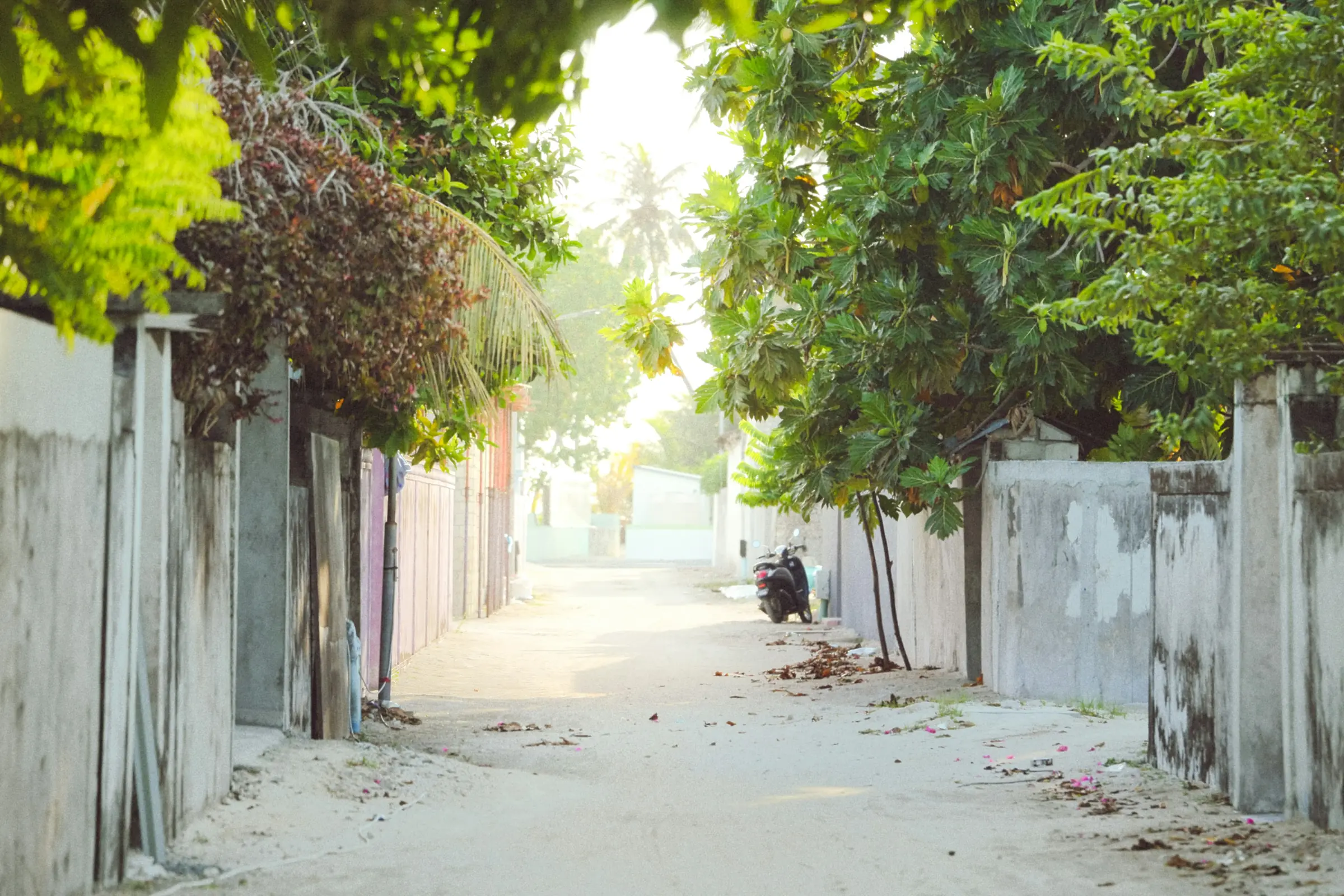 A sandy lane between plastered walls, trees closing over it, nobody about.