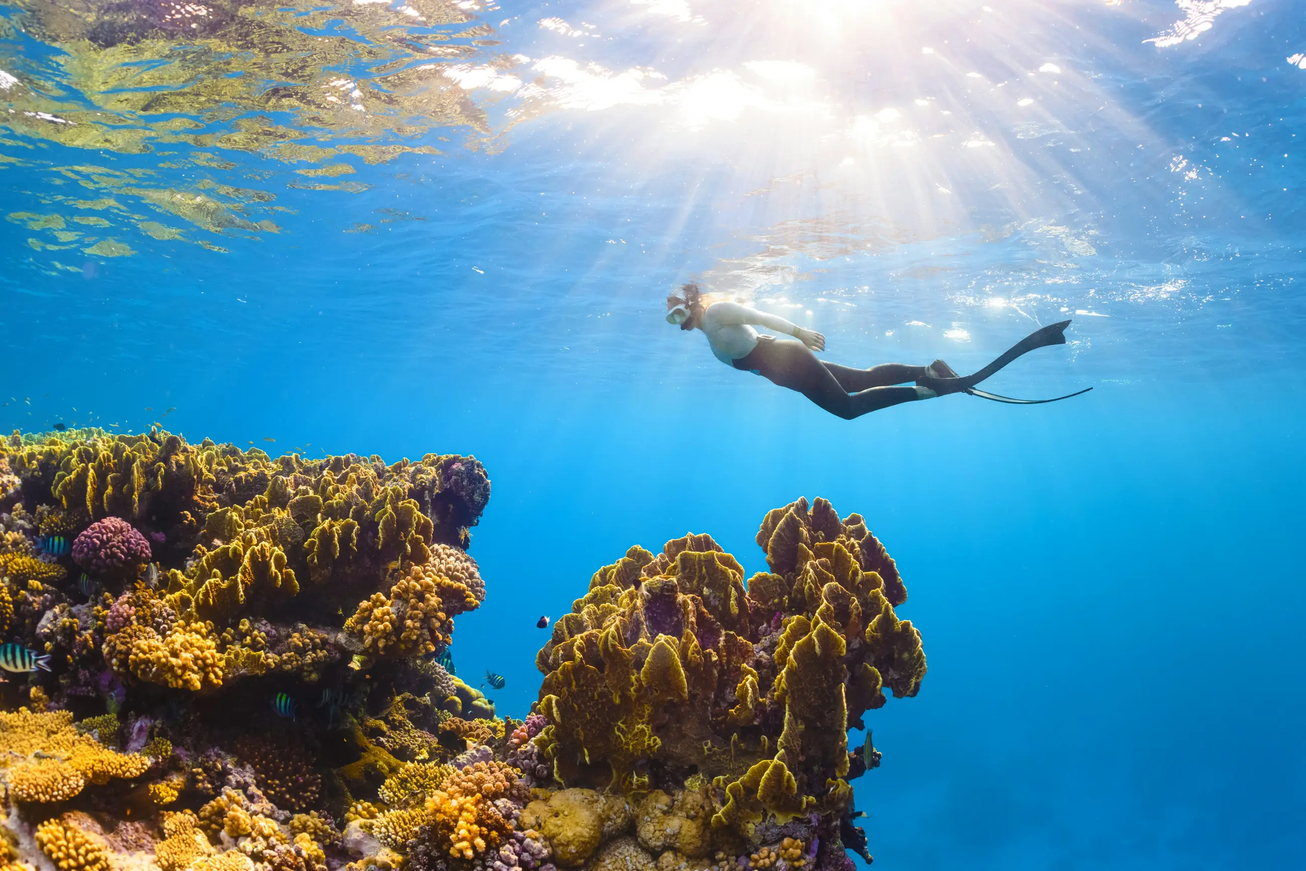 A snorkeler drifting above coral in bright water.