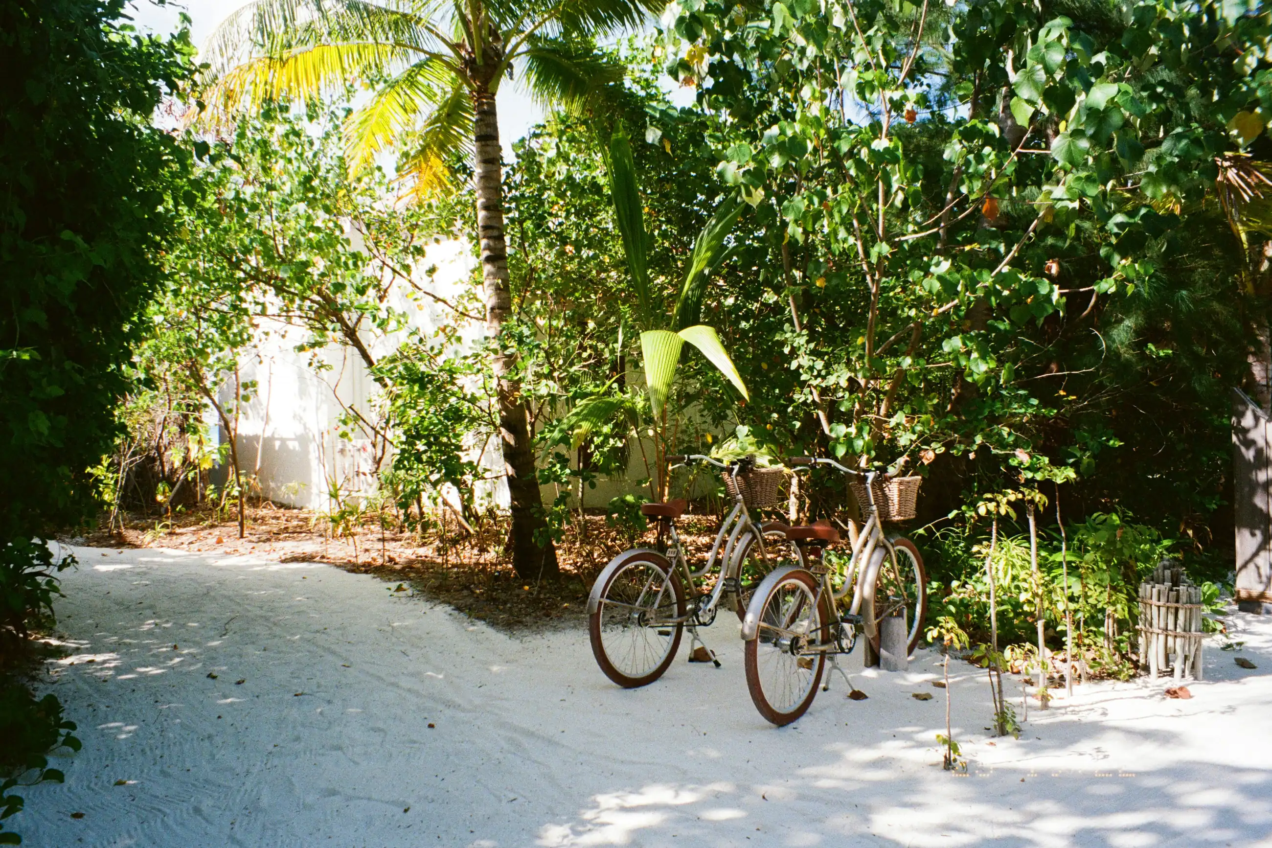 Bicycles resting against palms on a sandy island path.