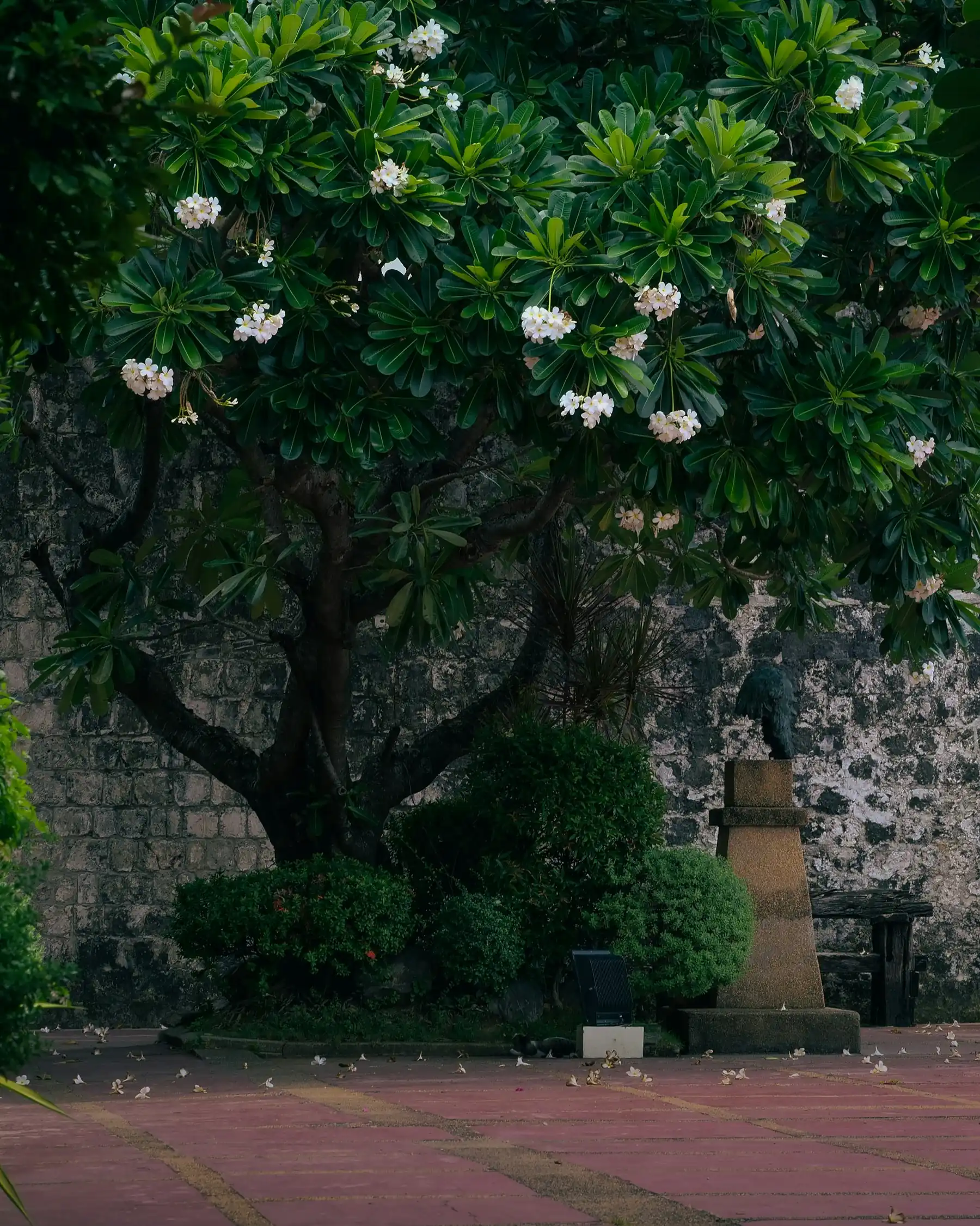 A frangipani tree against an old coral stone wall in the courtyard.