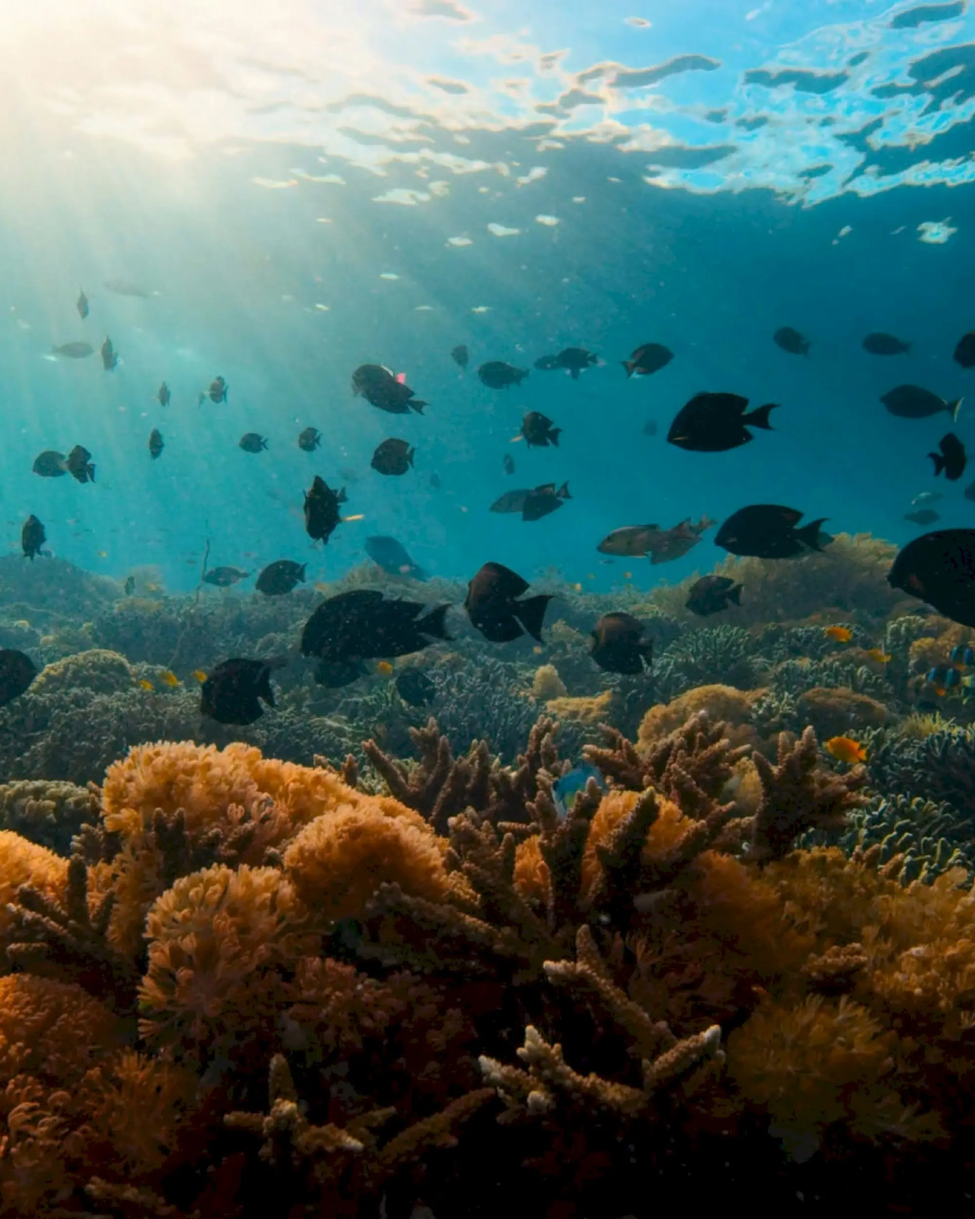 Sunlight coming down through the water onto a stand of coral and a drift of fish.