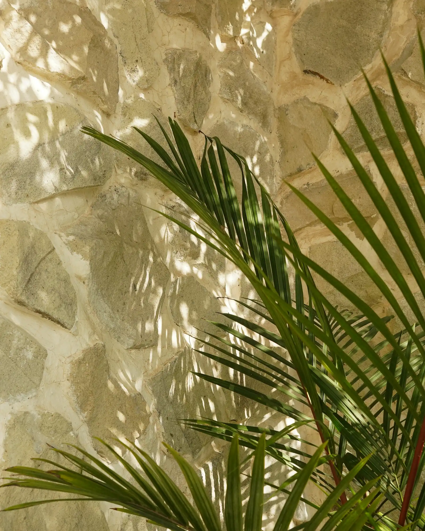 Palm fronds against a rough stone wall beside the outdoor shower.